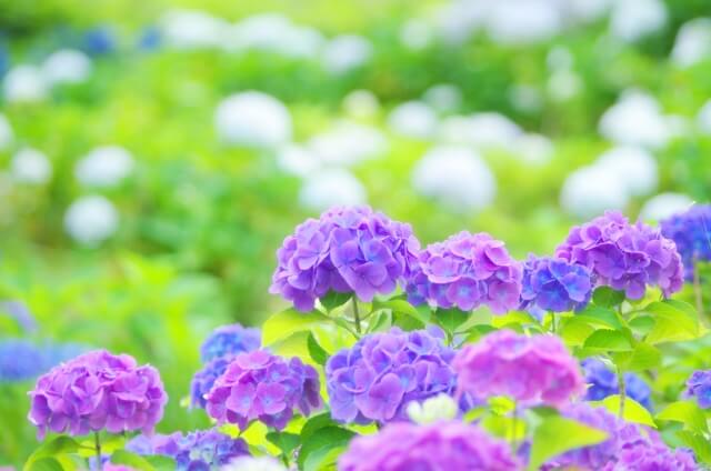 紫陽花の鉢植えでの育て方が知りたい 選び方と植え替え時期も解説 Life Dictionary
